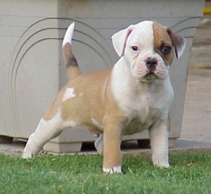 american-bulldog-puppy.jpg